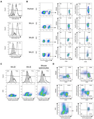 Identification of antibodies cross-reactive with woodchuck immune cells and activation of virus-specific and global cytotoxic T cell responses by anti-PD-1 and anti-PD-L1 in experimental chronic hepatitis B and persistent occult hepadnaviral infection